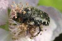 Oxythyrea funesta