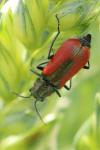 Malachius aeneus