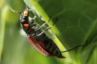 Malachius aeneus