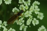 Rhagonycha testacea