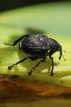 Mononychus punctumalbum