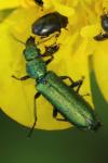 Psilothrix viridicoerulea