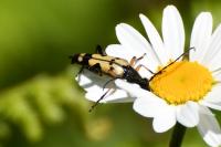 Rutpela maculata