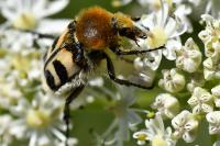 Trichius fasciatus