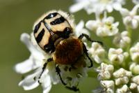 Trichius fasciatus