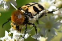 Trichius fasciatus