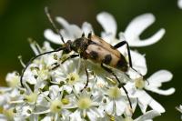 Pachytodes cerambyciformis