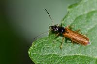 Rhagonycha lignosa