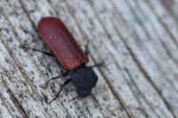 Bostrichus capucinus