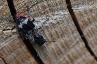 Clerus mutillarius