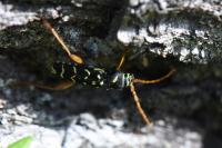 Plagionotus arcuatus