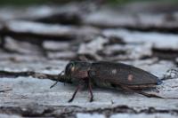 Chrysobothris affinis