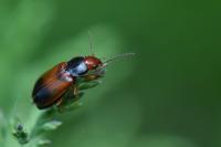 Diachromus germanus
