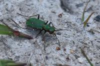 Cicindela campestris