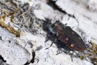 Chrysobothris affinis