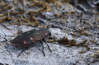 Chrysobothris affinis