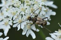 Pachytodes cerambyciformis