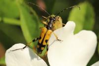 Rutpela maculata