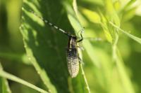 Agapanthia villosoviridescens