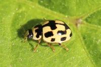 Propylea quatuordecimpunctata