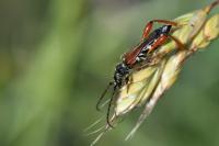 Stenopterus rufus
