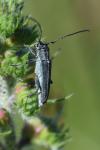 Opsilia coerulescens