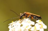 Oedemera podagrariae