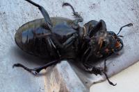 Lucanus cervus
