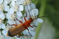 Rhagonycha fulva