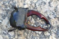 Lucanus cervus