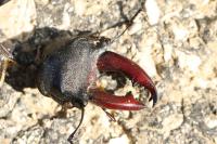Lucanus cervus