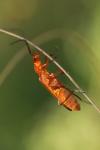 Rhagonycha fulva