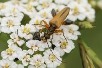 Oedemera podagrariae