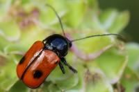 Cryptocephalus bipunctatus