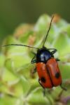 Cryptocephalus bipunctatus