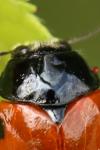 Clytra laeviuscula
