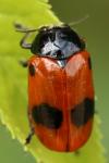 Clytra laeviuscula
