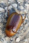 Rhizotrogus aestivus