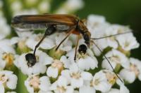Oedemera podagrariae