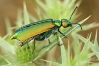 Lytta vesicatoria