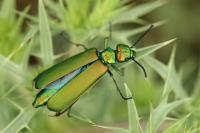 Lytta vesicatoria