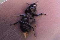 Dorcus parallelipipedus