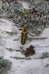 Saperda scalaris
