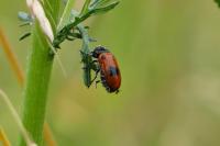 Clytra laeviuscula