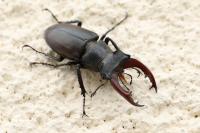 Lucanus cervus