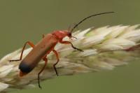 Rhagonycha fulva