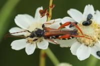 Stenopterus rufus