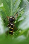 Clytus arietis