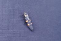 Coccinella septempunctata