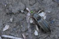 Agriotes pilosellus